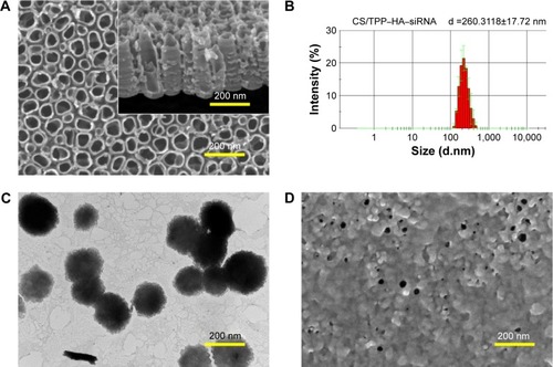 Figure 2 Implant and NPs observation by electron microscopy.Notes: (A) The top and side view (inset) of titania NTs array by scanning electron microscopy observation (magnification 100,000). (B) Size distribution of CS/TPP–HA–siRNA NPs measured by DLS. (C) The CS/TPP–HA–siRNA NPs morphology observation by transmission electron microscope (magnification 10,000). (D) The CS/TPP–HA–siRNA NPs coating on NTs surface (magnification 100,000).Abbreviations: CS/TPP–HA, chitosan–tripolyphosphate–hyaluronate; DLS, dynamic light scattering; NPs, nanoparticles; NTs, nanotubes; siRNAs, small interfering RNAs.