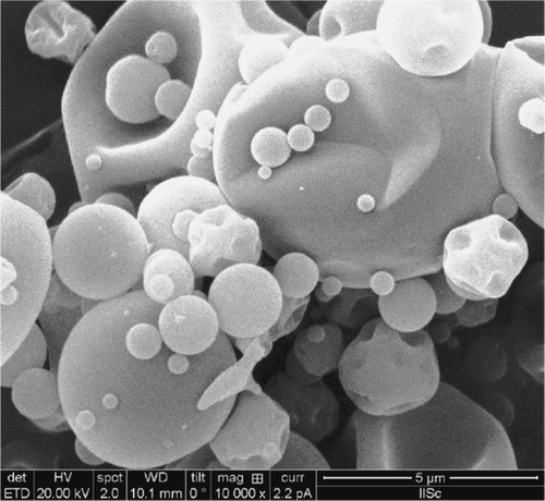 Figure 1 Scanning electron microscopy image of amoxicillin-loaded gelatin nanoparticles prepared by a spray dryer.