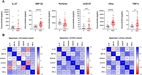 Figure 1 Cytokine quantification and Spearman correlation matrix of IL-27, MIP-1β, Perforin, sCD137, sFas, and TNF-α in patients and healthy controls. (A) Expression levels of IL-27, MIP-1β, Perforin, sCD137, sFas, and TNF-α in HCC (red color, n= 38) and healthy (grey color, n= 15) cohorts. Each dot represents an individual. Data were presented as mean ± SEM. *p<0.05, **p<0.01, and ****p<0.0001 (Mann–Whitney U-test). (B) Spearman correlation matrix of six cytokines in each control or HCC cohort and both cohorts. Spearman correlation coefficients (r) range from −1 to 1. The sign of the coefficient represents whether the relationship is positive (+) or negative (-) monotonic. Values closer to 1 (blue) and −1 (red) indicate a stronger correlation than values closer to 0 (white).