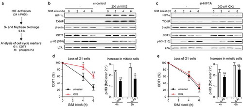 Figure 3. Cell cycle progression in cells with activated hypoxia signaling