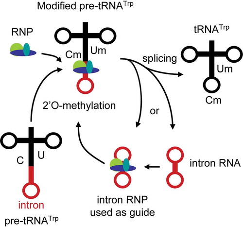 Figure 2. The 2ʹO-methylation of H. volcanii pre-tRNATrp is guided by its own intron. Thick arrows indicate the pre-tRNATrp processing pathway from nucleotide methylation and splicing to the production of a tRNATrp and the excised intron. RNP, ribonucleoprotein complex; C, cytosine; Cm, methylated cytosine; U, uracil; Um, methylated uracil. Adapted from [Citation64]