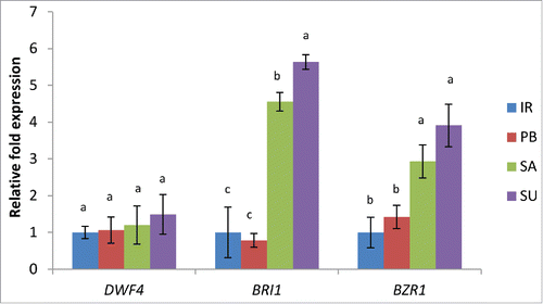 Figure 2. Real-time PCR analysis of BR biosynthesis and signaling pathway genes in 2 salt sensitive (IR64 and Pusa Basmati-1) and 2 salt tolerant (Luna Sankhi and Luna Suvarna) cultivars of rice. Bars represent mean ± SE (n = 3). (IR: IR64, PB: Pusa Basmati-1, SA: Luna Sankhi, SU: Luna Suvarna). Different letters (a, b, c) within cultivars are significantly different (Fisher LSD, p ≤ 0.05).