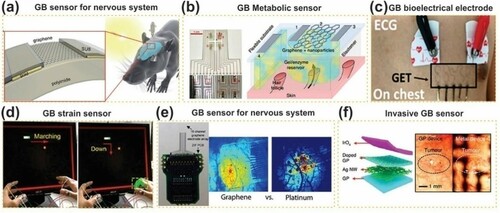 Figure 8. Potential application of GBCs as sensors for the medical field. (a) GB sensors for nervous system: schematic of graphene transistor (left) and their correspondent implant; (b) GB metabolic sensor; (c) GB bioelectrical electrode; (d) GB strain sensor; (e) GB sensor for nervous system: comparison between neural response to electrical stimulation with platinum and graphene electrode; (f) invasive sensor: The difference between tumor image captured with camera of the endoscope through metalelectronic devices (right) and transparent bioelectronic devices based on graphene (left). Adapted from open access publication (Citation111) © 2019, Frontiers.