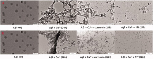 Figure 8. TEM images analysis of Cu2+-mediated Aβ1–42 aggregation by curcumin and compound 17f. (A) Inhibition experiments. (B) Disaggregation experiments.