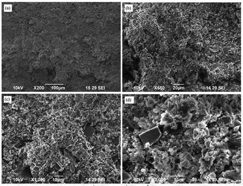 Figure 12. SEM image of SR.