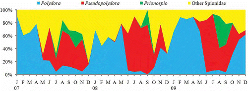 Figure 6. Seasonal change of abundance composition of spionid polychaete larvae at St. 1 in Onagawa Bay from 2007 to 2009.