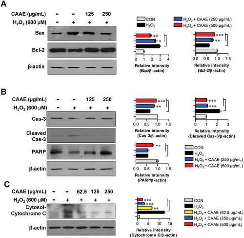 Figure 3. Effect of CAAE on the expression of apoptotic related proteins against H2O2-induced apoptosis in HT22 hippocampus cells.The cells were incubated with indicated concentrations of CAAE for 1 h, and then stimulated with or without H2O2 (600 μM) for 9 h. (a, b, c) Cells lysates were subjected to SDS-PAGE and western blot analysis was performed using each specific antibody to Bax, Bcl-2, caspase-3, cleaved-caspase-3, PARP and cytochrome C. Relative band intensity of each protein was expressed as a percentage when compared to the value of controls (β-actin). All data are expressed as the mean ± SD (n = 3 samples). *p < 0.05, **p < 0.01 and ***p < 0.001. Each experiment was repeated at least 3 times, and similar results were obtained.