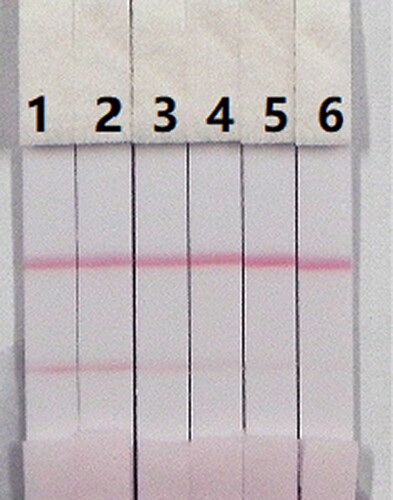 Figure 8. Colloidal gold immunochromatographic strip for ACLO in 0.01 M PBS (pH 7.4). ACLO concentration: 1 = 0 ng/mL; 2 = 0.1 ng/mL; 3 = 0.25 ng/mL; 4 = 0.5 ng/mL; 5 = 1 ng/mL; and 6 = 2.5 ng/mL.