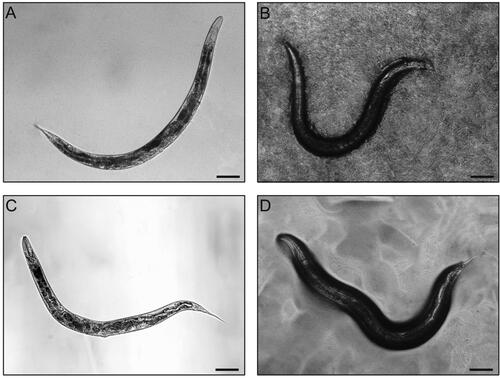 Figure 4. Axenic culture of Caenorhabditis elegans using liquid medium and microgranulated NemaFood. Representative images are shown for wild-type C. elegans grown in axenic liquid AXM medium (A) and by feeding AXM–chitosan–alginate microparticles (“NemaFood”) on solid NGM plates (B); for comparison, the nematodes grown in liquid S medium with NA22 bacteria as food (C) and by feeding OP50 bacteria on solid NGM plates (D) are also shown. Scale bar, 100 μm. The AXM liquid medium is prepared as described previously (Table 2; Lenaerts et al. Citation2008). The AXM-based NemaFood microgranules are prepared by microgranulating the AXM liquid medium into nano- and micron-scale particles with edible polymers, as exemplified here by quaternized chitosan and sodium alginate using previously described method for oral delivery of nutrients (Li et al. Citation2007).