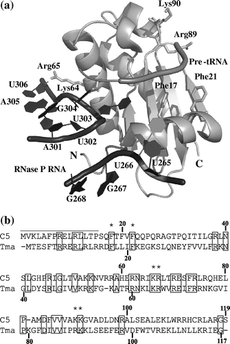 Fig. 2. Structures of the T. maritima RNase P protein.Notes: (a) The crystal structure of the T. maritima RNase P protein in complex with RNase P RNA and the leader sequence of pre-tRNA.Citation12) The 15 N-terminal residues and Lys64 and Arg65 are involved in binding to RNase P RNA, while Phe17, Phe21, Arg89, and Lys90 are involved in binding to the leader sequence of pre-tRNA. N and C termini are indicated. (b) Alignment of amino acid sequences of the T. maritima RNase P protein (Tma) and E. coli C5 (C5). Amino acids mutated in this study are indicated by asterisks, and the 15 N-terminal residues deleted are shown by the upper line. Identical residues in the two proteins are enclosed in boxes.