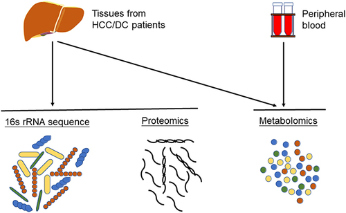 Figure 1 The flow chart of our study. Plasma isolated from peripheral blood was used for metabolomics analysis. Hepatocellular carcinoma tissues, normal adjacent tissues and decompensated liver cirrhosis tissues were used for metabolomics analysis, proteomics analysis, and 16S rRNA sequencing.