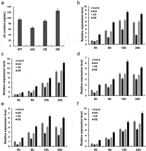 Figure 2. The expression of resistance-related genes inoculated with Botrytis cinerea. (a) Contents of JA in Col-0, bt4 mutant, CE and OE. (b) The expression level of JAR1 inoculated by B. cinerea in different timepoint. (c) The expression level of PDF1.2 inoculated by B. cinerea in different timepoint. (d) The expression level of PR3 inoculated by B. cinerea in different timepoint. (e) The expression level of JAL35 inoculated by B. cinerea in different timepoint. (f) The expression level of LOX2 inoculated by B. cinerea in different timepoint.