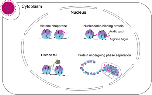 Figure 1. Model of different ways of viral molecular mimicry for host infection.