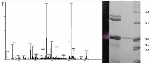 Figure 5. MALDI-TOF analysis of the tryptic digest fingerprint of PUMB02 lipase predicting the peptide mass to be 31kDa. Lane a: zymogram of PUMB02 lipase; Lane b: crude protein; Lane c: purified protein after size-exclusion chromatography; Lane d: molecular weight markers