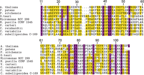 Figure 3 Comparison of Psb27-H2 protein sequences. Sequences are numbered according to the sequence of mature Arabidopsis thaliana Psb27. All of the sequences have been trimmed so that Tyr11 is the first residue in each sequence. Highly conserved residues are coloured purple, residues with at least 50% conservation or conservative substitutions are coloured yellow. Species are A. thaliana, Physcomitrella patens, Picea sitchensis, Ostreococcus tauri, Micromonas sp. RCC 299, Micromonas pusilla CCMP 1545, Volvox carteri, Chlamydomonas reinhardtii, Chlorella variabilis and Coccomyxa subellipsoidea C−169.