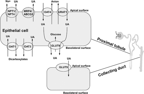 Figure 2 Transporters and proteins regulating uric acid transport in renal proximal tubule and collecting duct. OAT1 and OAT3, located on basolateral surface, are referred to as major multi-specific influx transporters that transfer uric acid from the blood to proximal tubule cells. Urate reabsorption pathway involves OAT4 and URAT1. Intracellular UA, moved by OAT4 and URAT1 from lumen, is transported through GLUT9 on basolateral membrane. ABCG-2, MRP4 and NPT1/4 on apical membrane mediate the excretion of uric acid.