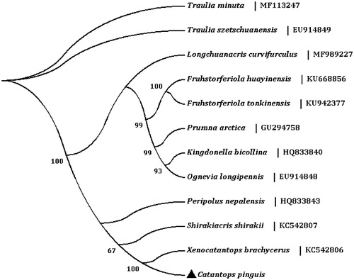 Figure 1. The maximum likelihood (ML) phylogenetic tree of Catantops pinguis and other grasshopper in Catantopidae.