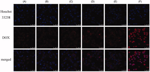 Figure 3. Comparison of the cellular uptake of liposomes modified with different iRGD content by B16 cells at 37 °C for 1 h: 0% DSPE-PEG2000-iRGD (A), 1% DSPE-PEG2000-iRGD (B), 2% DSPE-PEG2000-iRGD (C), 5% DSPE-PEG2000-iRGD (D), 10% DSPE-PEG2000-iRGD (E), free DOX (F, positive control). The content of DSPE-PEG2000-iRGD was the molar percentage in total DSPE-PEG2000.