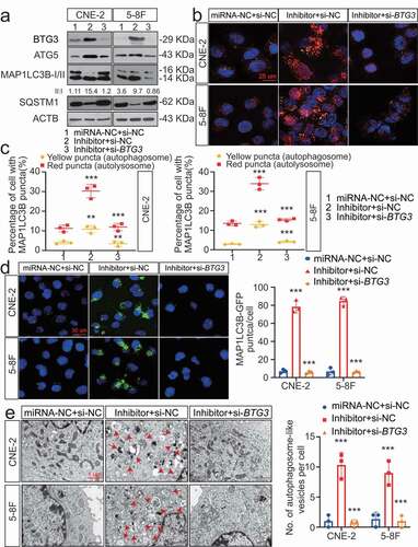 Figure 6. The MIR106A-5p-BTG3 axis regulates NPC cell autophagy. (A) Expression of MAP1LC3B conversion, ATG5, and SQSTM1 was measured by WB in MIR106A-5p-silenced NPC cells transfected with BTG3-specific siRNA or control. (B) Detection of autophagic flux with the mRFP-GFP-LC3 reporter in MIR106A-5p-silenced NPC cells transfected with BTG3-specific siRNA or control. Scale bar: 25 μm. (C) Analysis of autophagic flux using two-way ANOVA with at least three independent replicates per condition (**P < 0.01, ***P < 0.001). (D) Left, immunofluorescence analysis of endogenous MAP1LC3B puncta in cells. Scale bar: 30 μm. Right, total number of endogenous MAP1LC3B puncta per cell analyzed using two-way ANOVA with at least three independent replicates per condition (***P < 0.001). (E) Left, transmission electron microscopy analysis of autophagy. Arrows, autophagosomes/autolysosomes. Scale bar: 1 μm. Right, the total numbers of autophagosomes per cell were quantified and analyzed using two-way ANOVA with at least three independent replicates per condition (***P < 0.001). Experiments were conducted with at least three independent replicates. All experiments were repeated three times with similar results. Images in A-B and D-E are representative of three independent experiments. Data represent mean ± SEM. Unprocessed original scans of three independent blots are shown in Fig. S9