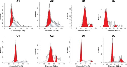 Figure 3 The effect of EGCG on the cell cycle of colorectal cancer cells. (A1) SW480 cells (0 μg/mL); (A2) SW480 cells (35 μg/mL); (B1) LoVo cells (0 μg/mL); (B2) LOVO cells (35 μg/mL); (C1) HT-29 cells (0 μg/mL); (C2) HT-29 cells (35 μg/mL); (D1) HCT-8 cells (0 μg/mL); and (D2) HCT-8 cells (35 μg/mL).