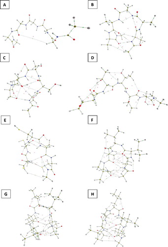 Figure 2. (A) Penta-Gly, (B) Penta-Ala, (C) Penta-Ser, (D) Penta-Thr, (E) Penta-Cys, (F) Penta-Val, (G) Penta-Leu and (H) Penta-Ile configurations (suspected as local energy minima but not confirmed through frequency calculations).