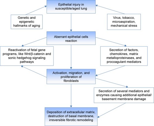 Figure 1 Schematic representation of the pathogenetic mechanisms underlying IPF.