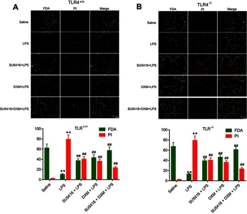 Figure 5 Effects of SU5416 on the endothelial cell integrity in mice treated with LPS. Measurement of endothelial cell integrity using FDA-PI staining method in WT (A) and TLR4−/- (B) mice after treatment with DMSO, LPS, SU5416, DXM, or SU5416+DXM. Green indicates positive endothelial cell. Red indicates endothelial cell nucleus. *P<0.01 vs saline; **P<0.01 vs LPS.
