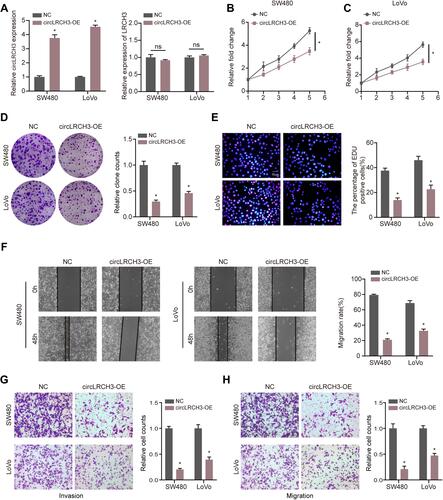 Figure 2 circLRCH3 inhibits the proliferation, invasion and migration of CRC cells. (A) Expression level of circLRCH3 was detected via RT-qPCR when the CRC cells were transfected with circLRCH3-OE vector and NC vector (left). The effect of circLRCH3 on LRCH3 mRNA expression level (right). (B–H) Influence of circLRCH3 on proliferation, invasion and migration of CRC cells based on MTT (B and C), colony formation (D), EdU (E), wound healing (F) and transwell assay (G and H). *P<0.05.