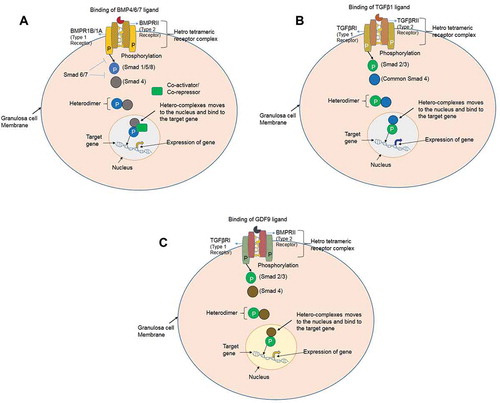 Figure 1. Interaction of the BMP, TGFβ and GDF ligands to their respective receptors. (A) BMPs signaling via the SMAD protein dependent pathway in granulosa cells. BMP ligands initiate the signal transduction cascade by binding to type 1 receptor (BMPR1A/BMPR1B) and type II receptor (BMPRII) serine/threonine kinase and forming a heterotetrameric complex. The constitutively active type II receptor then transphosphorylates the type I receptor, and the type I receptor phosphorylates the Receptor-SMADs (either SMAD1/5/8). Phosphorylated SMAD1/5/8 associates with the co-SMAD (SMAD4), and the complex translocates into the nucleus where it further associates with co-activators or co-repressor to regulate the gene expression. (B) TGFβ signaling via the SMAD protein dependent pathway in granulosa cells. TGFβ1 ligand binding initiate the signal transduction cascade by binding to type 2 receptor (TGFβRII) and type 1 receptor (TGFβR1) and forming a heterotetrameric complex. The active type II receptor then transphosphorylates the type I receptor, and the type I receptor phosphorylates the receptor-SMADs (either SMAD2/3). Phosphorylated SMAD2/3 associates with the co-SMAD (SMAD4), and the complex translocates into the nucleus for regulate the expression of the target gene. (C) Growth and differentiation factor (GDF) signaling via the SMAD protein dependent pathway in granulosa cells. GDF9 ligand binding initiate the signal transduction cascade by binding to type 2 receptor (BMPRII) and type 1 receptor (TGFβR1) and forming a heterotetrameric complex. The active type II receptor then transphosphorylates the type I receptor, and the type I receptor phosphorylates the receptor-SMADs (either SMAD2/3). Phosphorylated SMAD2/3 associates with the co-SMAD (SMAD4), and the complex translocates into the nucleus where it bind to the regulatory sequences and regulate the expression of the target gene.