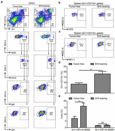 Figure 1. Tumorigenesis induces the accumulation of splenic Gr1+CD11b+ and Gr1+CD11b+B220− cells, but not Gr1+CD11b+B220+ cells in B16 bearing mice. (a) Representative plots depicting the Gr1+CD11b+ cells, as well as Gr1+CD11b+B220− and Gr1+CD11b+B220+ subpopulations in the spleens of B16 bearing mice and healthy controls. The Gr1+CD11b+B220+ subset was further analyzed for CD19, IgM, and IgD expression. For each group, samples from 6 mice were mixed for evaluation. (b and c) Flow cytometry to detect the expression of CD3 (b) and NK1.1 (c) in splenic Gr1+CD11b+ cells derived from tumor-free and B16 bearing mice. (d and e) Comparison of the proportions of splenic Gr1+CD11b+ (d), Gr1+CD11b+B220−, (e) and Gr1+CD11b+B220+ (e) cells between healthy controls and B16 bearing mice (n = 3). All data presented in bar graphs are shown as mean ± SEM. ns, not significant; **p < .01