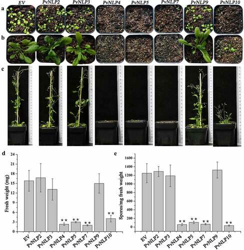 Figure 6. PvNLPs expression in Arabidopsis leads to growth reduction and enhanced resistance to downy mildew.