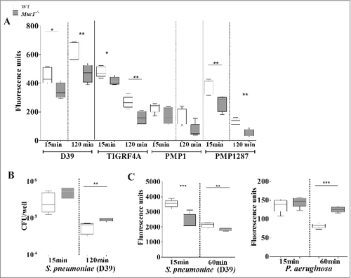 Figure 7. MUC1 facilitates the phagocytosis and killing of S. pneumoniae. Macrophages from wildtype (WT) and Muc1−/− mice (n = 5) were co-cultured in vitro with CFSE-labeled S. pneumoniae strain D39, TIGR4A, PMP1 and PMP1287 and P. aeruginosa strain NCTC10662 (multiplicity of infection 50:1) for time-points shown. (A) Muc1−/− macrophages have significantly decreased intracellular S. pneumoniae D39, TIGR4A and PMP1278 strains as compared with WT cells (#p < 0.05, ##p < 0.01, Student's t-test). (B) Significantly reduced killing of S. pneumoniae D39 strain by Muc1−/− macrophages compared with WT macrophages was observed after 120 min of co-culture (##p < 0.01, Student's t-test). (C) While intracellular S. pneumoniae was significantly higher in WT macrophages as compared with Muc1−/− macrophages, Muc1−/− macrophages had significantly increased phagocytosis of P. aeruginosa 60 mins after co-culture (##p < 0.01, ###p < 0.001, Student's t-test). Data shown are representative of 4 experiments for S. pneumoniae D39 and 1 for other bacterial strains. Graphs present the median (horizontal bar), interquartile range (box) and 10th and 90th percentiles (bars)