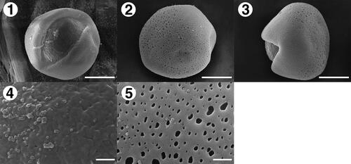 Plate 12. Pollen morphology of Barnardia japonica. 1: distal polar view; 2: proximal polar view; 3: equatorial view; 4: sculpture of distal polar view; 5: sculpture of proximal polar view. Scale bar: 1, 2, 3 = 10 μm, 4, 5 = 1 μm.