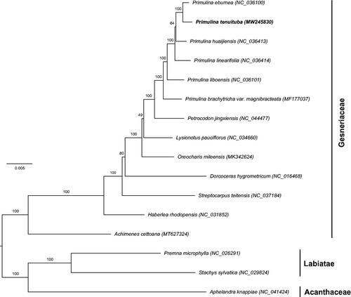 Figure 1. Phylogenetic tree reconstructed by maximum likelihood (ML) analysis based on the dataset of whole-chloroplast protein-coding genes from 13 species of Gesneriaceae, two species from Labiatae and one of Acanthaceae, numbers upon branches are assessed by ML bootstrap.