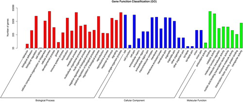 Figure 4. Annotation of unigenes by GO classifications.