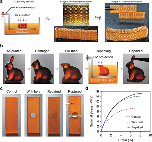 Figure 9. Recycling vitrimers by digital light processing (DLP) based 3D printing [Citation52]. (a) Route of 3D printing structures with a UV curing-based 3D printing system using the reprocessable thermosetting polymer solution. (b) Demonstration of the ability of the material to repair flawed printed structures. (c) Photos of the control sample, a sample printed with a hole, a repaired sample, and a ruptured sample after repair. (d) Comparison of the nominal stress vs. strain for the samples in c.