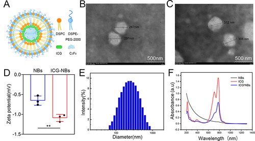 Figure 1 Characterization of ICG-NBs. (A) The microstructure diagram of ICG-NBs. (B) Transmission electron microscopy image of ICG-NBs. (C) Transmission electron microscopy image of ICG-NBs after storage for 48 h at 37°C. (D) Zeta potential of ICG-NBs and NBs. (E) The dynamic light scattering analyzer results showed the particle size of ICG-NBs. (F) Ultraviolet absorption spectrum results showed the absorbance spectra of ICG, NBs, and ICG-NBs.