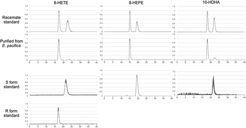 Figure 5. Stereochemical analysis of 8-HETE, 8-HEPE, and 10-HDHA purified from E. pacifica.The chromatograph of 8-HETE was an extracted ion chromatogram of product ion (m/z = 155.071) generated from precursor ion (m/z = 319.2). The chromatograph of 8-HEPE was an extracted ion chromatogram of product ion (m/z = 155.071) generated from precursor ion (m/z = 317.2). The chromatograph of 10-HDHA was an extracted ion chromatogram of product ion (m/z = 153.092) generated from precursor ion (m/z = 343.2).
