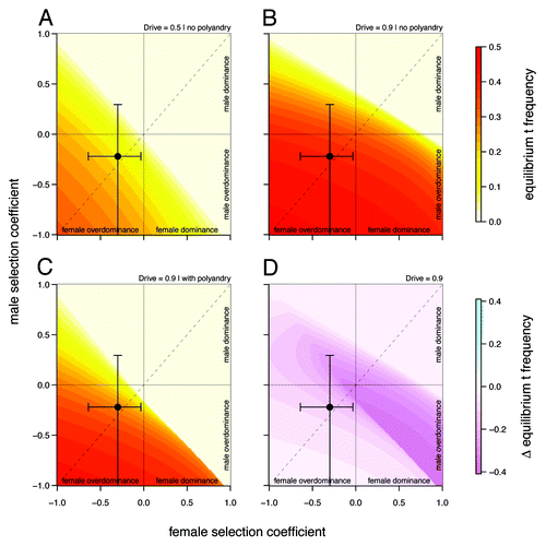 Figure 1. Equilibrium t frequencies as a function of male and female relative selection coefficient (A) without drive and polyandry (), (B) with drive without polyandry () and (C) with drive and polyandry (). Figure (D) shows the difference in equilibrium frequency between (B) and (C) The upper right quadrant represents cases of incomplete dominance, the lower left quadrant cases of overdominance in both sexes. The upper left and lower right quadrants capture sexually antagonistic alleles. Black circles indicate selection coefficients observed in our study population (including 95% CI bands).