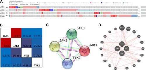 Figure 6 The genetic alteration, co-expression, and PPI network analyses of JAKs. (A) Genetic alterations in JAKs in BC using cBioPortal. (B) Correlation heat map of JAKs in BC. (C) PPI network of JAKs using STRING. (D) Physical interaction network of JAKs using GeneMANIA.