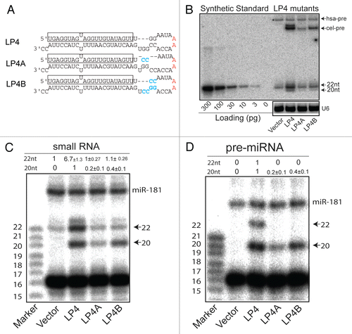 Figure 2 Loop mutations that inhibit biogenesis of full-length mature let-7. (A) Schematic diagrams depicting the pre-miRNA sequences and structures of cel-let-7_LP4 and loop mutants. (B) A northern blot analysis representative of three experiments shows pre-miRNA and mature miRNA expression from cel-let-7-LP4 and loop mutants. (C) The 5′ ends of mature let-7 miRNAs made from the type cel-let-7 and pri-let-7 loop mutants were determined by primer extension analyses (n=6). (D) The 5′ ends of pre-let-7 miRNAs made from the type cel-let-7 and pri-let-7 loop mutants were determined by primer extension analyses (n=2).