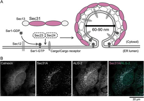 Figure 1. ERES localization of ALG-2. (a) Schematic representation of COPII vesicle formation in the ERES. (b) Representative micrograph showing the ERES localization of ALG-2. HeLa cells were fixed with 4% paraformaldehyde in phosphate buffer, permeabilized with 0.1 % Triton X-100, and then triple stained with antibodies against an ER marker, calnexin (a rabbit polyclonal antibody, Enzo Life Sciences), an ERES marker, Sec31A (a mouse monoclonal antibody, BD Biosciences) and ALG-2 (a goat polyclonal antibody) [Citation98]. The images are superimpositions of serial optical sections taken by a confocal laser-scanning microscope through the whole thickness of the cell. The right panel shows a merged image with the pseudocolors as follows: green (ALG-2) and magenta (Sec31A).