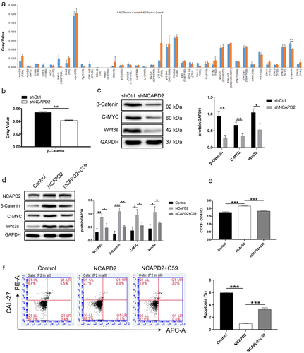 Figure 5. Exploration of the mechanism underlying OSCC regulation by NCAPD2. (a) A human phospho-kinase antibody array was used to identify differentially expressed phosphorylation-related proteins in CAL-27 cells with or without NCAPD2 knockdown. (b) NCAPD2 knockdown downregulated β-catenin. (c) c-Myc, Wnt3a, and β-catenin expression detected by western blotting in CAL-27 cells of the shCtrl and shNCAPD2 groups. (d) NCAPD2, c-Myc, Wnt3a, and β-catenin expression detected using western blotting in CAL-27 cells of the control, NCAPD2, and NCAPD2 + C59 groups. The control group refers to blank overexpression control, NCAPD2 group refers to NCAPD2 overexpression, NCAPD2+C59 group refers to NCAPD2 overexpression plus WNT signaling pathway inhibitor C59 treatment (20 μM). GAPDH was detected as a loading control in the western blot. (e) CCK8 assay showed cell viability in the control, NCAPD2, and NCAPD2+C59 groups of CAL-27 cells treated with or without the WNT signaling pathway inhibitor C59 (20 μM). (f) Apoptosis assay was performed to detect cell apoptosis of various cell groups. Data are presented as mean ± SD (n = 3), *p < 0.05, **p < 0.01, ***p < 0.001.