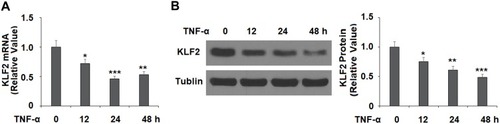 Figure 5 TNF-α reduced the expression of KLF2 in human aortic endothelial cells (HAECs). Cells were stimulated with TNF-α (10 ng/mL) for 12, 24, and 48 hrs. (A). mRNA of KLF2 was measured; (B). Protein expression of KLF2 was measured by Western blot analysis (*, **, ***P<0.05, 0.01, 0.005 vs vehicle group).