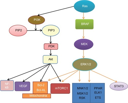 Figure 1 Signaling pathways in melanoma.Notes: Oncoprotein Ras activates both the MAPK and PI3K/Akt survival pathways. Ras can stimulate BRAF activity, which in turn, activates MEK and ERK1/2. Ras also activates PI3K, which catalyzes PIP2 into PIP3. PIP3 increases Akt activity via PDK. Both Akt and ERK1/2 act on the mitochondrial apoptosis signaling pathway and mTORC1. Akt also targets VEGF and NF-kB. ERK1/2 can also activate STAT3 and other transcriptional factors, such as MNK1/2, MSK1/2, ELK, ETS, RSK, PPAR, ELK1, and ETS.Abbreviations: Akt, protein kinase B; Bcl-2, B cell lymphoma protein 2; Bcl-XL, B cell lymphoma protein extra large; BRAF, v-Raf murine sarcoma viral oncogene homolog B1; ELK1, member of the E-twenty-six transcriptional family; ERK, extracellular signal-regulated kinase; ETS, E-twenty-six (transcriptional family); MAPK, mitogen-activated protein kinase; MEK, MAPK kinase; MNK1, 2, MAPK-interacting kinases 1, 2; MSK1, 2, stress-activated kinases 1, 2; mTORC1, mammalian target of rapamycin complex 1; NF-kB, nuclear factor-kappaB; PI3K, phosphoinositide 3-kinase; PIP2, phosphatidylinositol-4,5-bisphosphate; PIP3, phosphatidylinositol-3,4,5-trisphosphate; PDK, putative 3-phosphoinositide-dependent kinase; PPAR, peroxisome-proliferator-activated receptor; Ras, rat sarcoma protein (subfamily of small GTPases); RSK, 90-kDa ribosomal S6 protein kinase; STAT3, signal transducer and activator of transcription 3; VEGF, vascular endothelial growth factor.