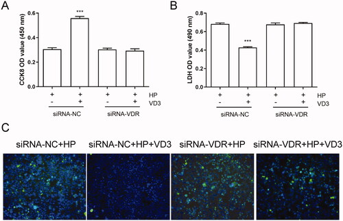 Figure 5. 1,25-D3 exerts an anti-apoptotic effect in H. pylori-treated GES-1 cells through binding to VDR. GES-1 cells were transfected with siRNA-VDR for 24 h, and then infected with H. pylori SS1 strain (MOI: 100) and treated with different concentrations of 1,25-D3 for 24 h, (A) the levels of VDR expression was determined by western blot, (B) the cell viability was determined by CCK-8 assay, (C) LDH release was determined by a commercial kit and (D) the levels of apoptosis were analysed using an TUNEL detection kit. Bars represent means ± S.E.M of three independent experiments. ***p < 0.001 vs. H. pylori treatment + siRNA-NC.