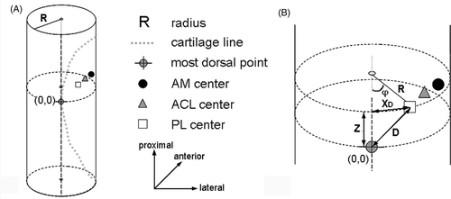 Figure 3. (A) Ventrolateral view of the fitted cylinder with the projected data of the cartilage border and the AM and PL insertion centers. A parabolic curve was fitted through the points of the cartilage border. The top of the parabola was defined as the origin (0, 0) at the cylindrical surface. (B) From the mean center points, the distance in the axial direction (Z) in mm and the angle φ were defined. The direct distance (2D vector D) between the centers and the origin was calculated with Pythagoras’ theorem, with XD being the result of sin 0.5φ*R*2.