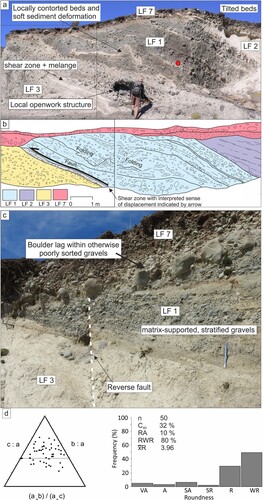 Figure 4. Characteristics of LF 1: (a) tilted bedding of well- to poorly-sorted and matrix-supported to clast-supported coarse gravels. Note that gravel packages are separated by discontinuous lenses/beds of laminated silty-sand and silt, displaying soft sediment deformation structures; (b) Stratigraphical and structural interpretation of panel a, location labelled on Figure 3. (c) shear zone/fault contact within LF 1 (outlined and descending from left to right) where upper stratified gravels have been amalgamated with underlying matrix-supported gravels. (d) Clast form for LF 1 collected from area marked by red circle in a.