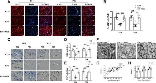 Figure 4 Melatonin attenuated axonal hypomyelination in the PWM in LPS-induced septic neonatal rats. MAG-labeled (red) and DAPI (blue) immunoreactive oligodendrocytes are distributed in the PWM at 14 and 28d after the LPS/melatonin injection and their corresponding controls. The number of MAG+ DAPI+ cells was significantly decreased at 14 and 28d after LPS injection compared with control; however it was significantly increased after melatonin treatment (A and B) (n=3 for each group; scale bars: 50µm). In situ hybridization shows the number of MBP+ and PLP+ oligodendrocytes was significantly decreased at 14 and 28d after LPS injection compared with controls; however, it was significantly increased after melatonin treatment (C–E), (n=3 for each group; scale bars: 50µm). Electron microscope images showing sectional profiles of myelinated axon in transverse section at the magnification of × 4000. The configuration of myelinated axons in the PWM of postnatal rats at 28 d after the LPS injection, LPS + MEL injection and their corresponding controls (F), (n=3 for each group; scale bars: 2 µm). Graph (G) showing G-ratio of myelinated axons of different diameters in the PWM at 28d after LPS injection and LPS + MEL injection and corresponding control. (H) is bar graph showing increased g-ratio of myelinated axons of different diameters in the PWN at 28 days after the LPS injection, LPS + MEL injection and corresponding control. *P<0.05, ***P<0.001.