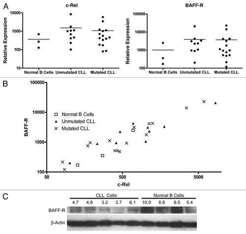 Figure 5 The regulation of BAFF-R expression in CLL is primarily post-transcriptional. (A) Relative expression of BAFF-R and NFκB family member c-Rel in CLL and normal peripheral blood B cells. Expression levels were determined by qRT-PCR and normalized to 18S rRNA. (B) The relationship between c-Rel and BAFF-R mRNA levels in CLL and normal B cells. (C) Immunoblot for BAFF-R and β-actin in five CLL and four normal peripheral blood B cell samples. Densitometric analysis was performed and quantified as a ratio of adjusted intensity volume of BAFF-R to β-actin and normalized to a scale of 0 to 10. Relative values are noted above the BAFF-R blot.